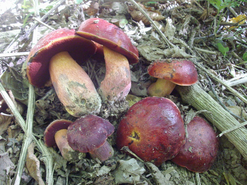 Boletus dupainii