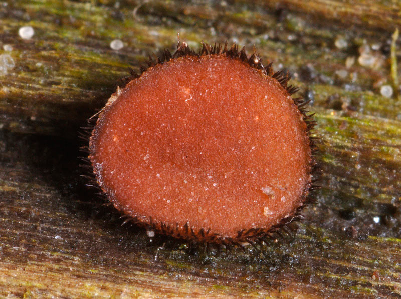 Scutellinia cejpii (Velen.) Svrček