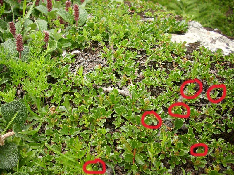 Salix-retusa-o-serpillifoli.jpg