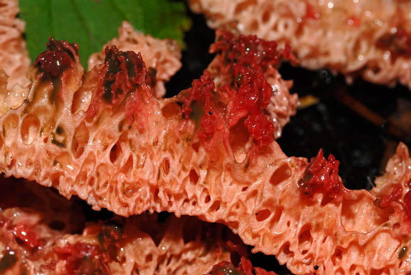 Clathrus ruber 004.jpg