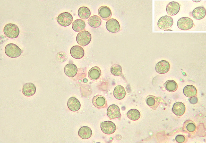 Pseudohydnum gelatinosum (Scop.) P. Karst.,