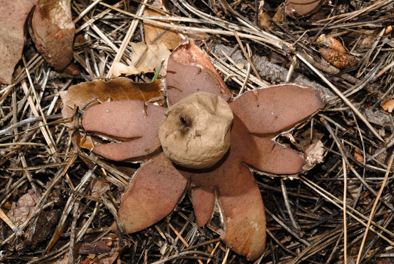 Geastrum_rufescens_01.jpg