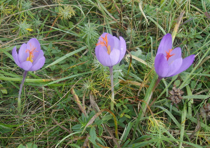 Colchicum autumnale.jpg