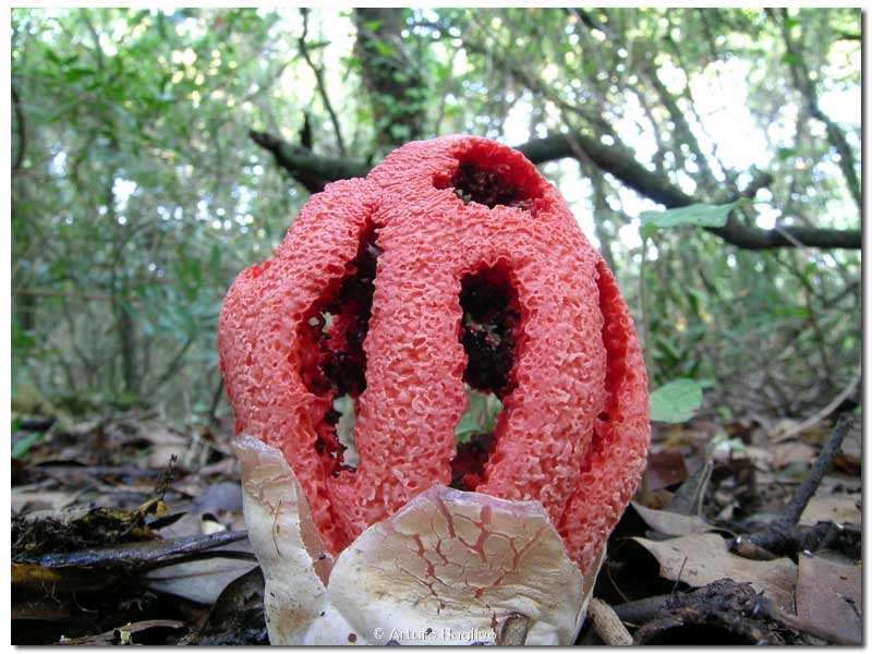 Clathrus ruber.jpg