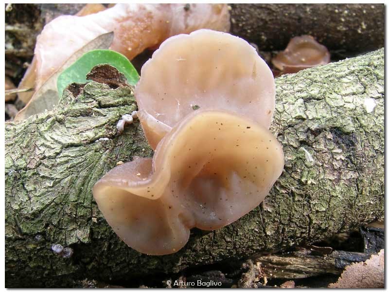 Auricularia auricula-judae (Bull.) Quél