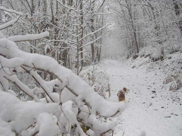 Prima Neve (28-11-2010), 3.jpg