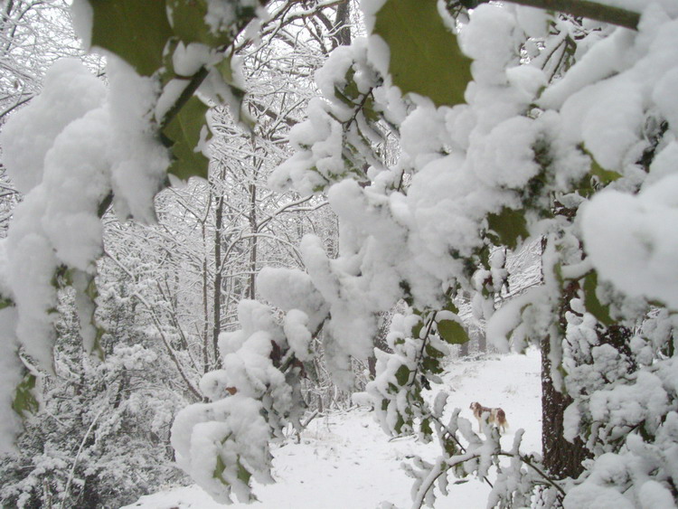 Prima Neve (28-11-2010), 4.jpg
