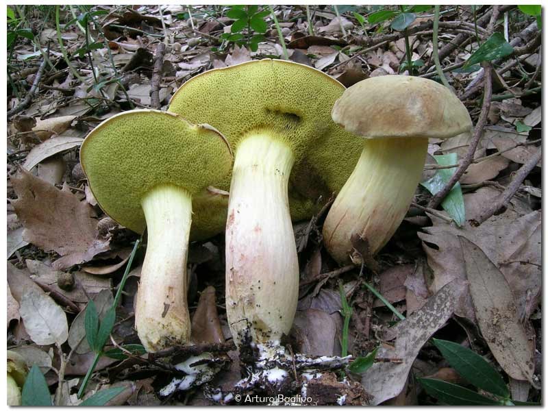 Xerocomus subtomentosus (L.) Fr.