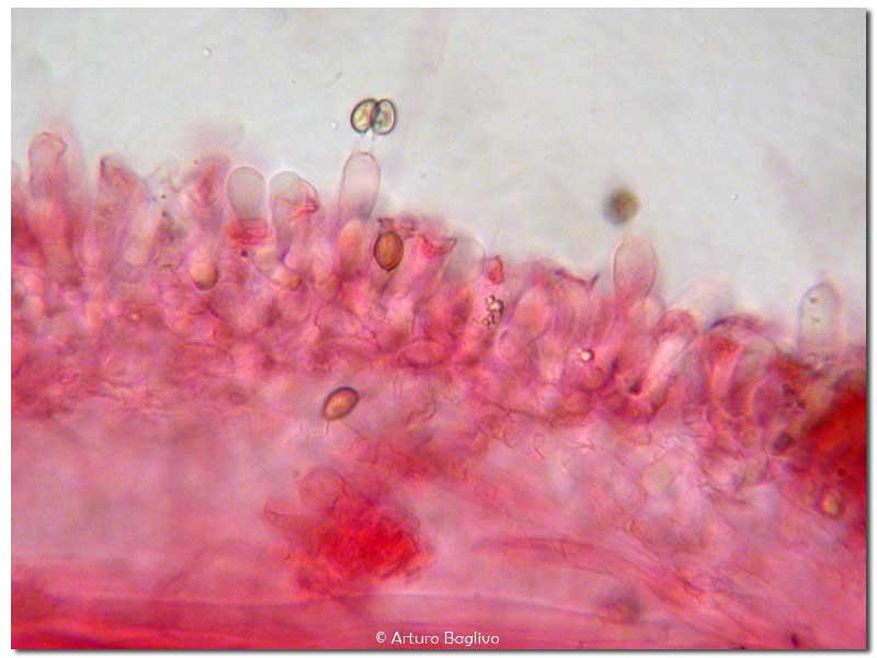 agrocybe-vervacti-sp-(10).jpg