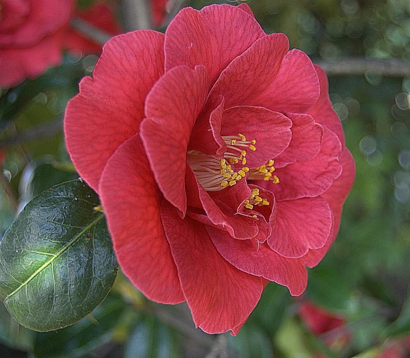 Camellia japonica [800x600].jpg