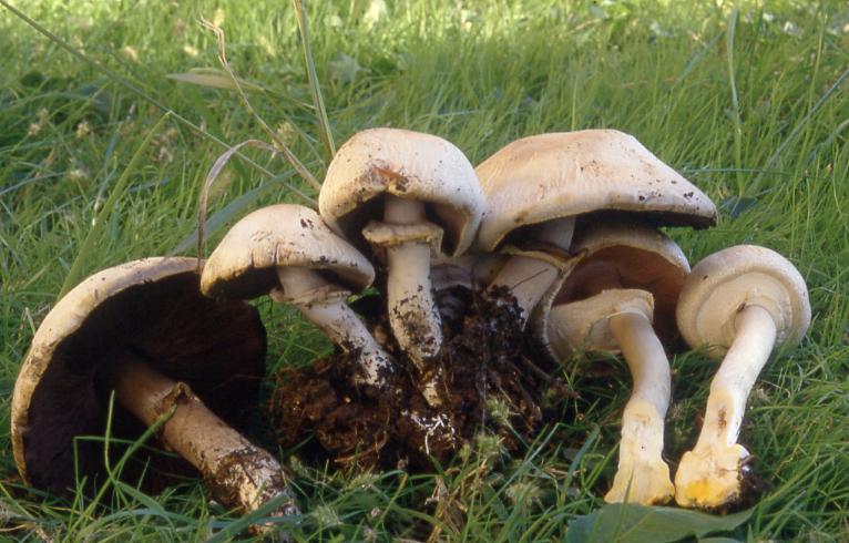 Agaricus xantodermus 2.JPG