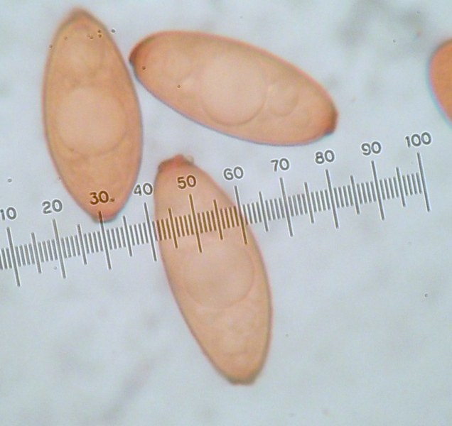 Spore D. leucoxantha.jpg