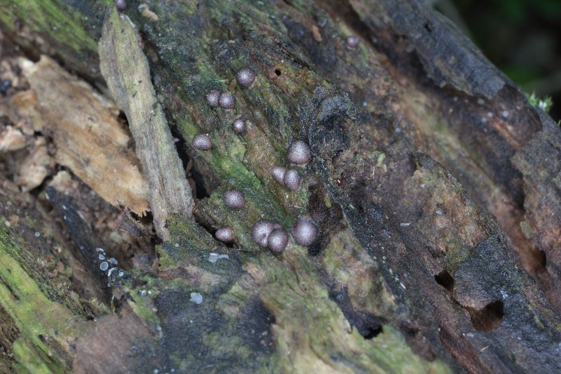 Lycogala conicum Pers.