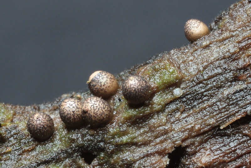 Lycogala conicum Pers.