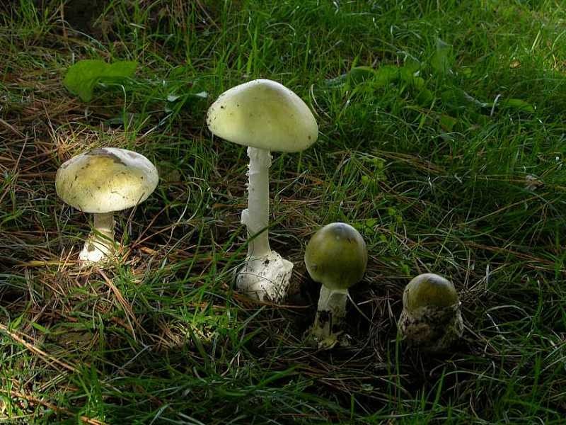 Amanita phalloides in gruppo.JPG