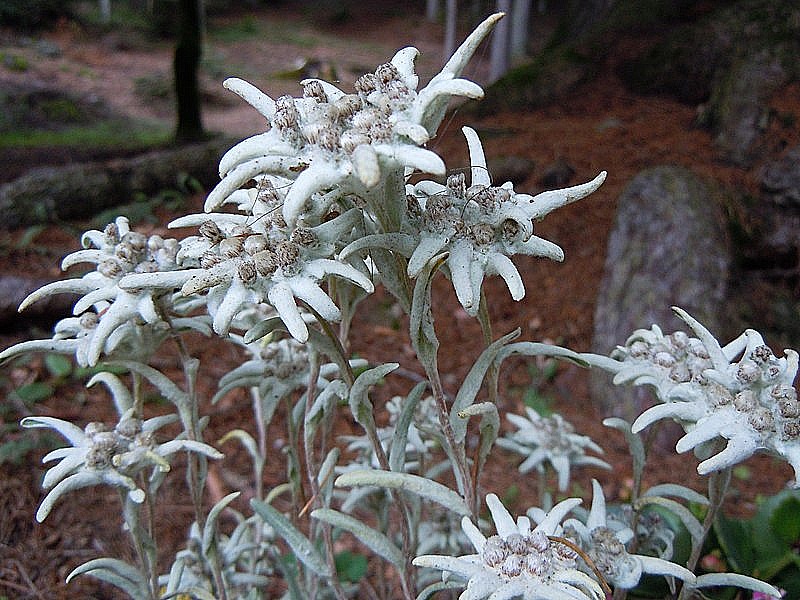 Leontopodium alpinum.jpg