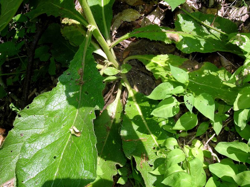 Verbascum thapsummontanum.jpg