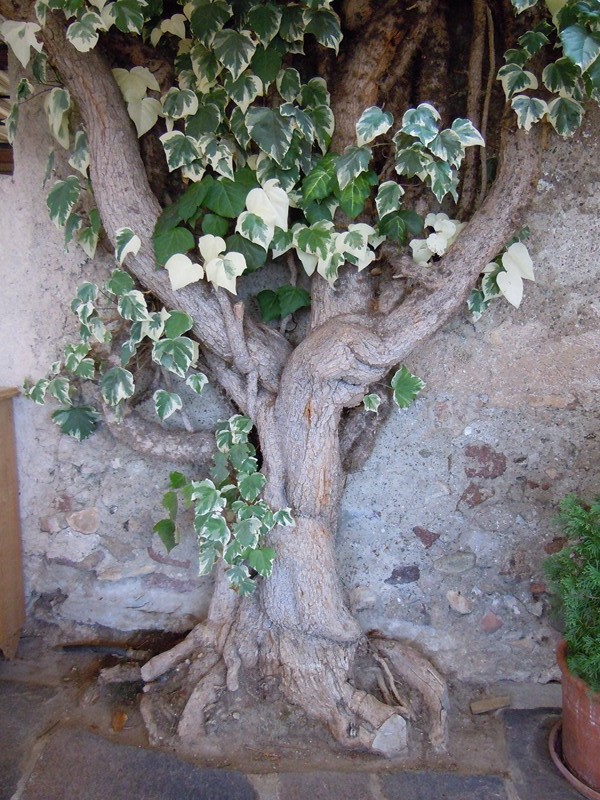 Una vecchia pianta di Edera 2.jpg