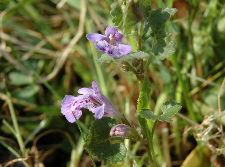 Glechoma hederacea L.1.JPG