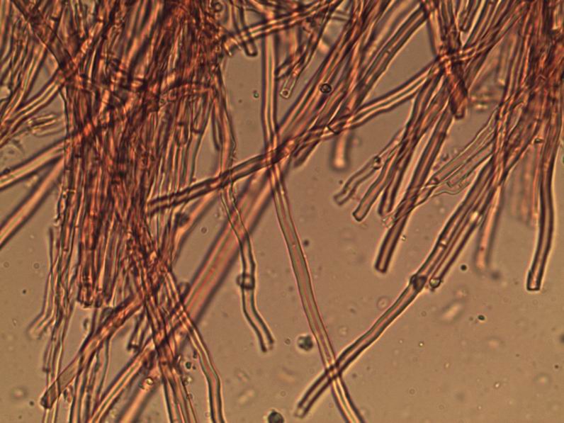 ife scheletriche con parete divisoria 200..jpg