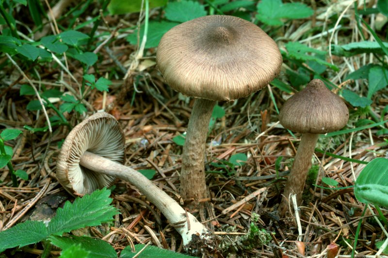 Inocybe goniopusio.jpg