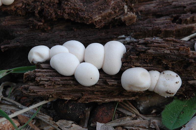 Lycogala_epidendrum_5785x.jpg