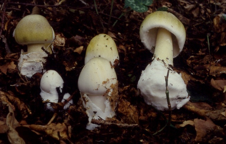 Amanita phalloides 1.jpg