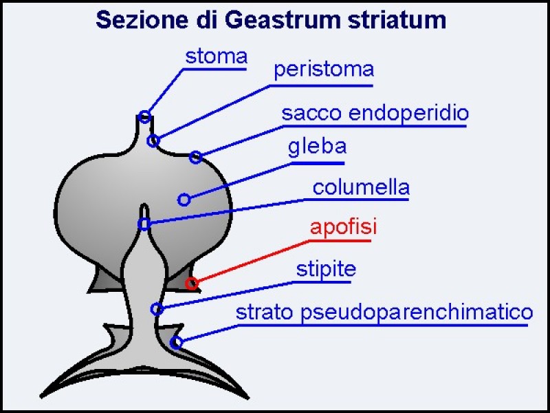 Geastrum_striatum1.jpg
