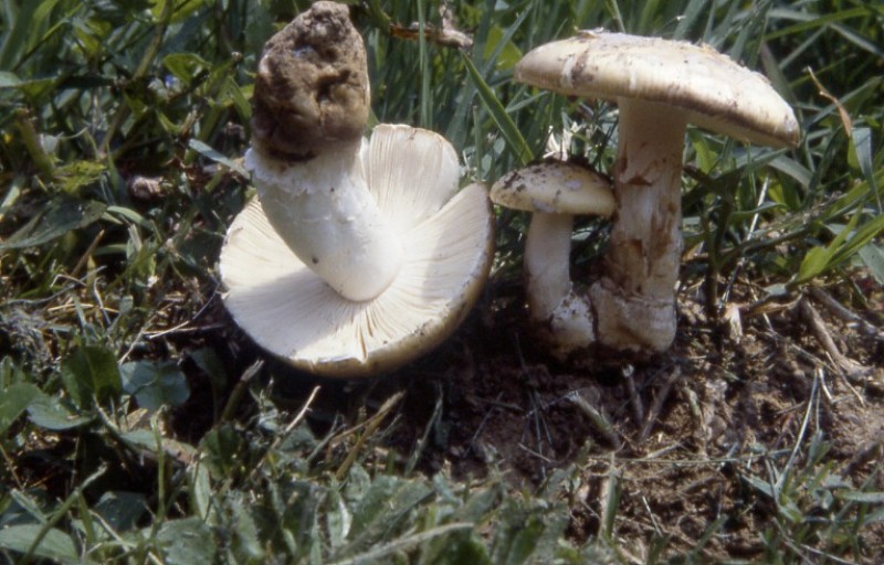 Amanita junquillea var. exannulata.jpg