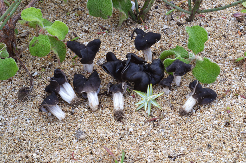 Helvella-juniperi-Salina-Torre-Colimena-140112-(3).jpg