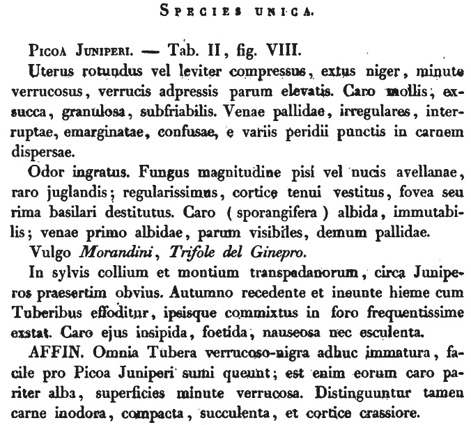 Picoa juniperi Vittadini 1831.jpg