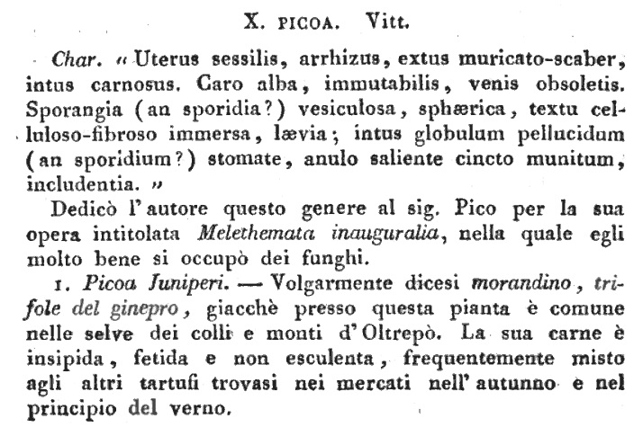 Picoa juniperi Vittadini 1831 in Biblioteca Italiana.jpg
