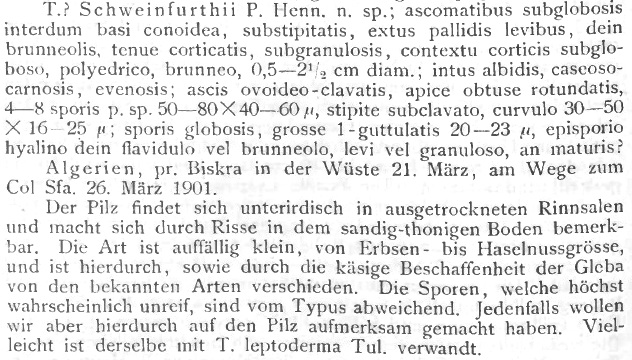 Terfezia schweinfurthii Hennings Hedw.1901.jpg