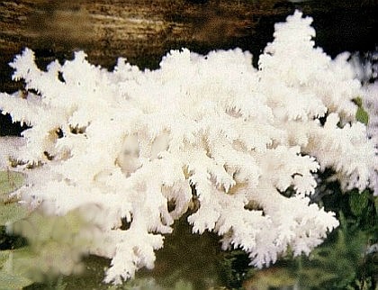 Hericium coralloides (Scop.) Pers..jpg