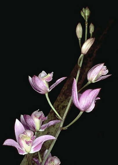 Bletilla_striata_04.jpg