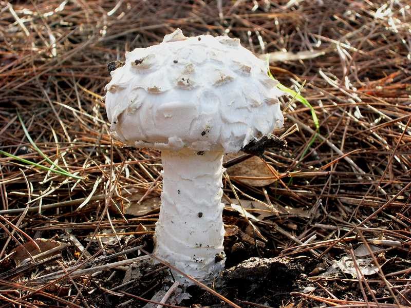 Amanita vittadini1.JPG