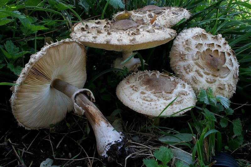 Chlorophyllum rhacodes 22.jpg