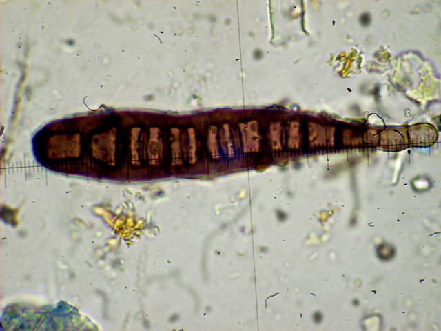 Helminthosporium velutinum Link (5).jpg