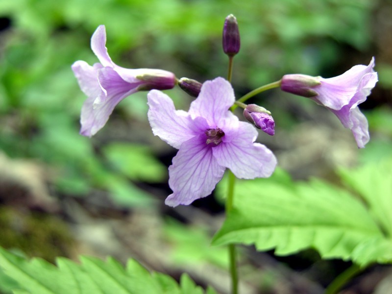 Cardamine_pentaphyllos.jpg