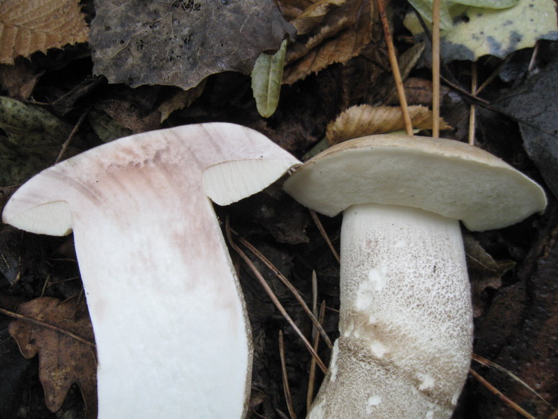 Leccinum sp.16.jpg