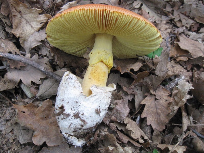 Amanita caesarea 2.jpg