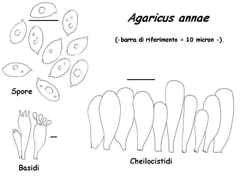 Agaricus annae (tavola microscopia)..jpg