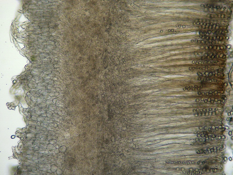 Helvella maculata sezione 100x DSCI8326 reg [800x600].JPG