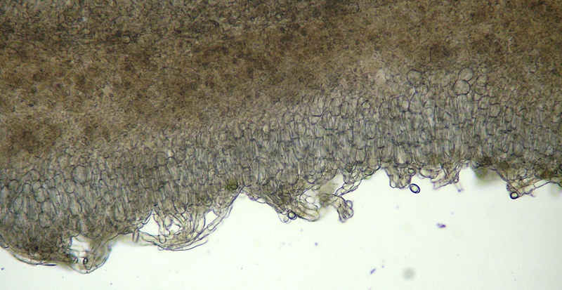 Helvella maculata exc ect 10x DSCI8323 reg [800x600].JPG