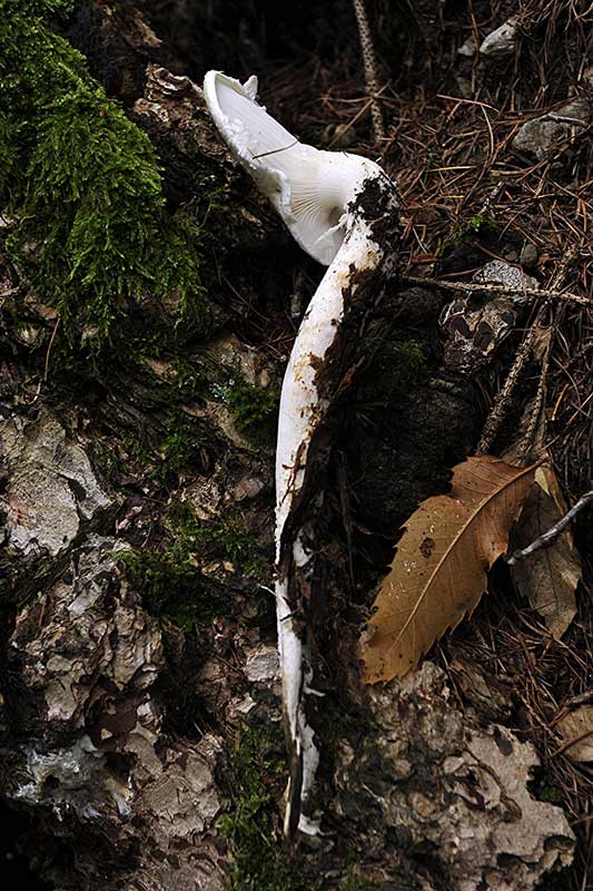 2Pleurotus-dryinus.jpg