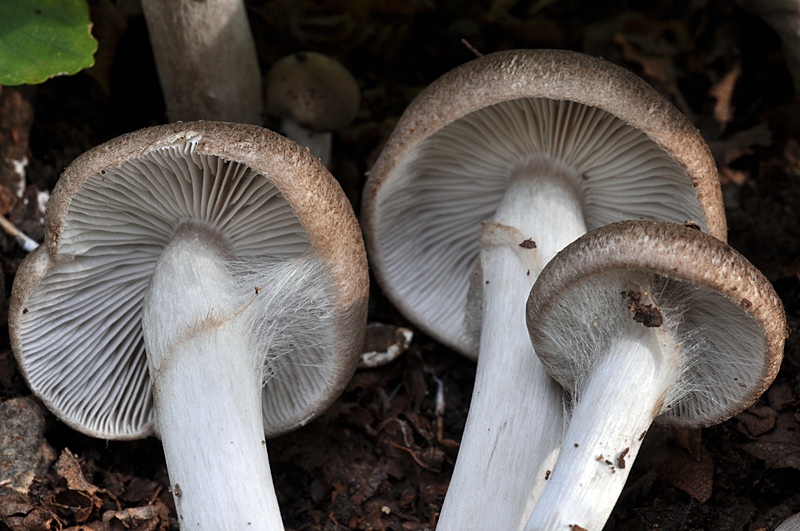 Tricholoma scalpturatum DSC_3806 reg [800x600].JPG