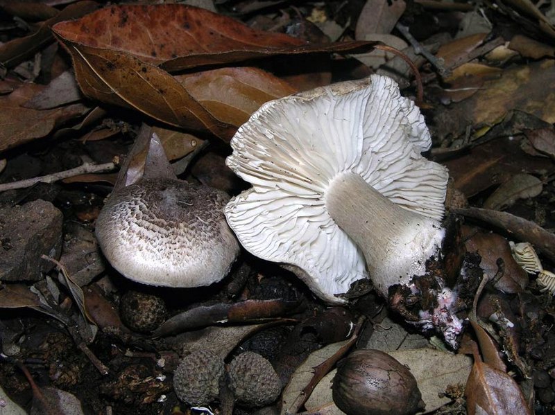 Tricholoma basirubens.jpg