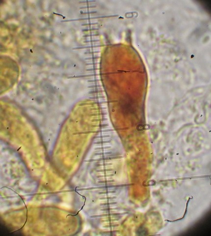 Chromocyphella muscicola (Fr.) Donk,  (14).jpg