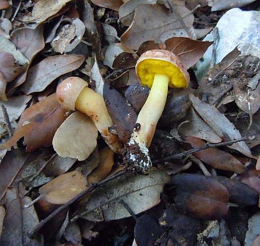 Aureoboletus gentlis (Quelet.) Ouzar..JPG