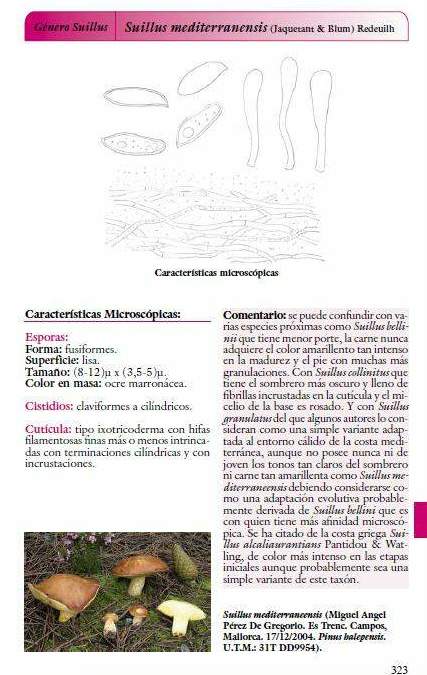 Suillus mediterraneensis 3.jpg
